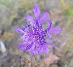 Scabiosa comosa