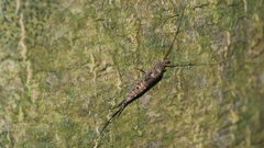Meinertellidae