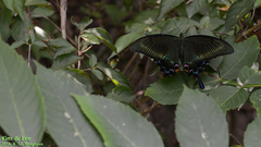 Papilio maackii
