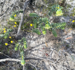 Pimelea suaveolens