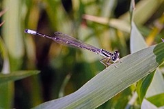 Ischnura perparva