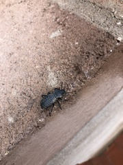 Cryptoglossa variolosa