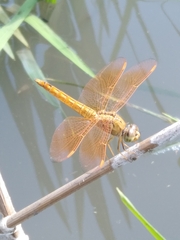 Brachythemis contaminata