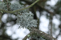 Pseudevernia consocians