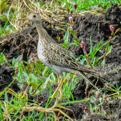 Bartramia longicauda