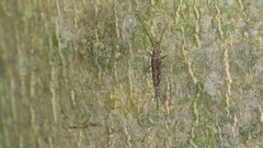 Meinertellidae