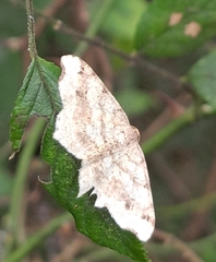 Macaria shanghaisaria