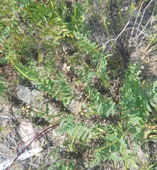 Astragalus laxmannii