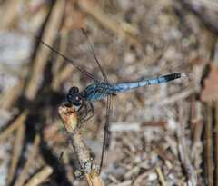 Erythrodiplax minuscula