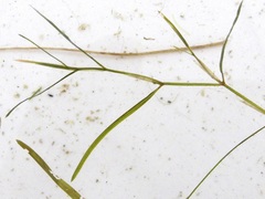 Potamogeton foliosus
