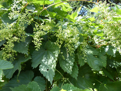 Humulus lupulus