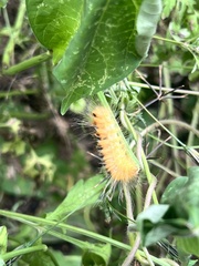 Pygarctia roseicapitis