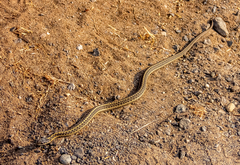 Thamnophis elegans