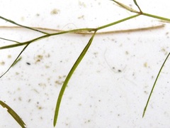 Potamogeton foliosus