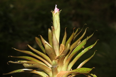 Tillandsia biflora