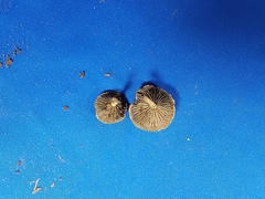 Simocybe