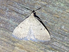 Zanclognatha jacchusalis