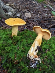 Suillus tomentosus