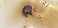 Didelphis albiventris
