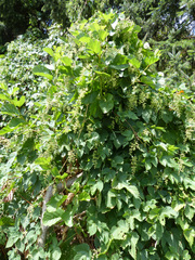 Humulus lupulus