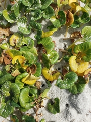 Calystegia soldanella