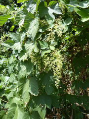 Humulus lupulus