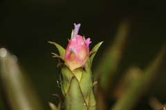 Tillandsia biflora