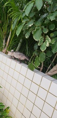 Didelphis albiventris