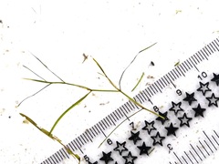 Potamogeton foliosus