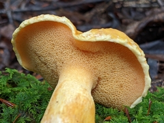 Suillus tomentosus