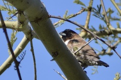 Spermestes cucullata scutata