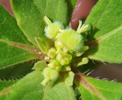 Euphorbia davidii