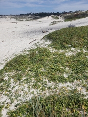 Calystegia soldanella