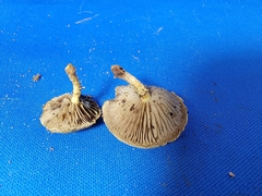 Simocybe