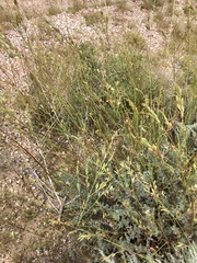 Oenothera cinerea