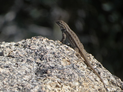Sceloporus cowlesi