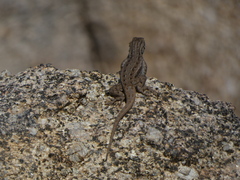 Sceloporus cowlesi