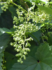 Humulus lupulus