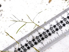 Potamogeton foliosus