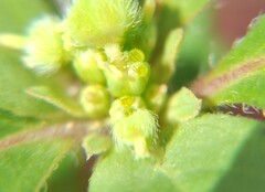 Euphorbia davidii