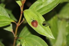 Cyrtonota textilis
