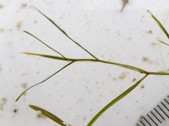 Potamogeton foliosus