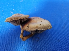 Simocybe