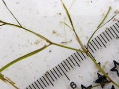 Potamogeton foliosus