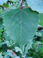 Populus grandidentata