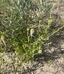 Ptilotus polystachyus