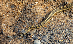 Thamnophis elegans