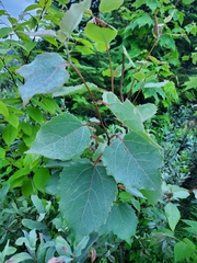 Populus grandidentata