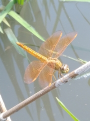Brachythemis contaminata