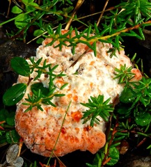 Hydnellum peckii
